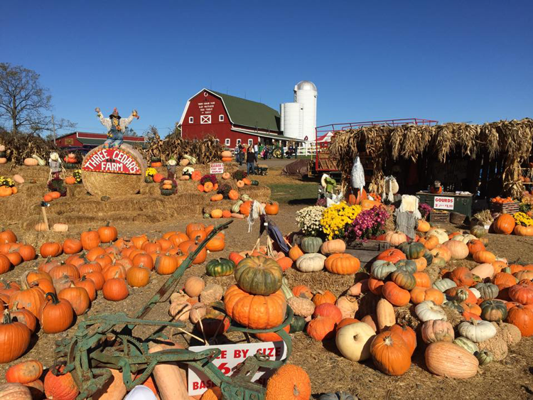 15 Pumpkin Patches, Apple Orchards and Cider Mills You Can Visit Near Ann  Arbor « Reinhart