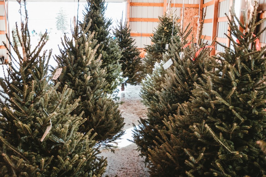 Christmas Trees in Ann Arbor