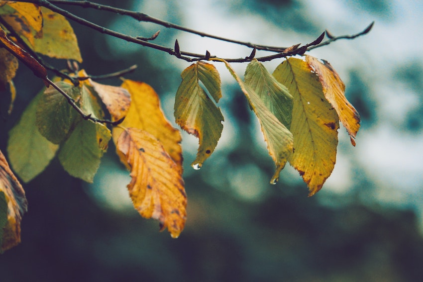 Ways to Prepare Your Home for Winter in Michigan | Trim Tree Branches